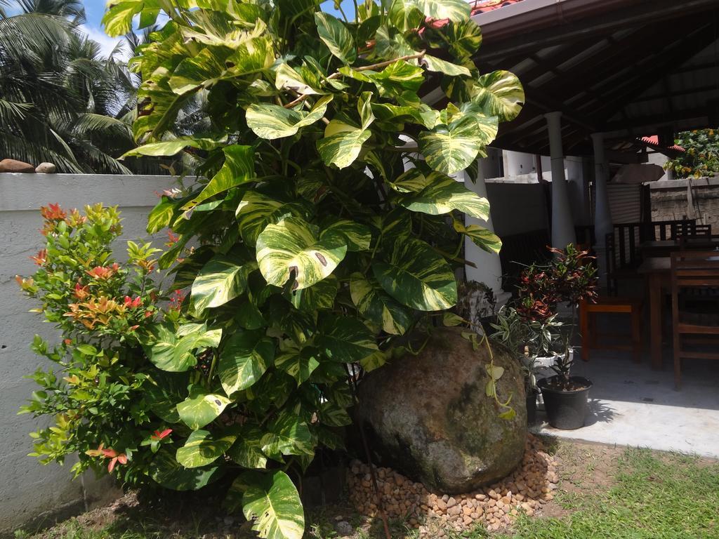 Bed and Breakfast Ceylon Surf Guest And Restaurant Weligama Esterno foto
